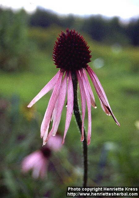 Photo: Echinacea pallida 1.