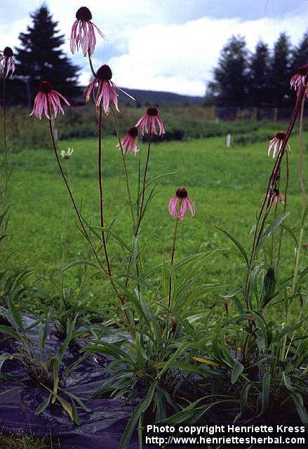 Photo: Echinacea pallida 4.