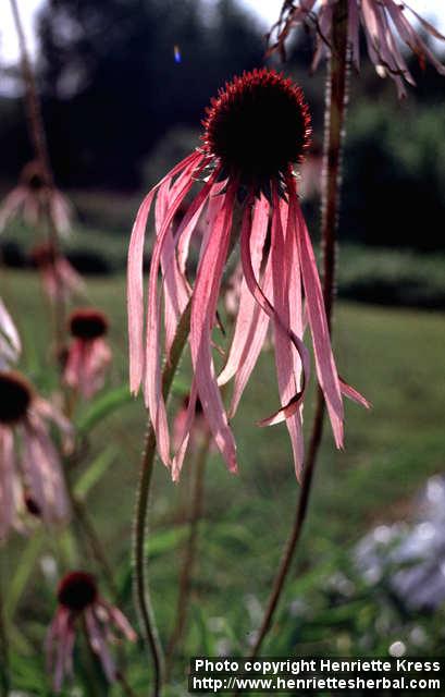 Photo: Echinacea pallida 7.