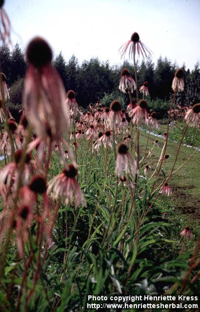 Photo: Echinacea pallida 9.