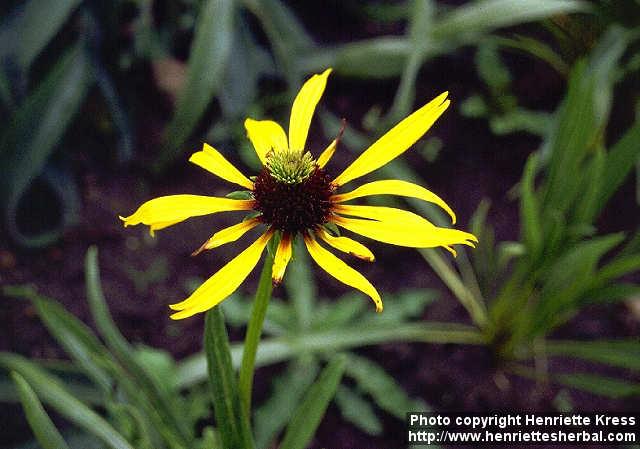 Photo: Echinacea paradoxa.