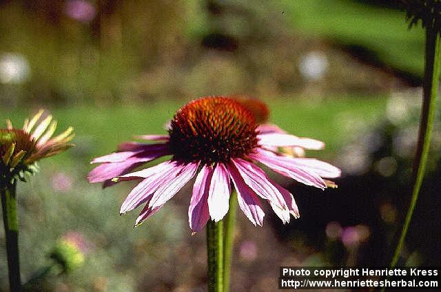 Photo: Echinacea purpurea 1.