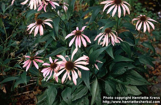 Photo: Echinacea purpurea 12.