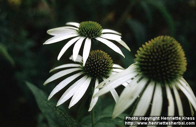 Photo: Echinacea purpurea 14.