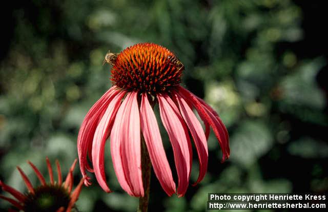 Photo: Echinacea purpurea 16.