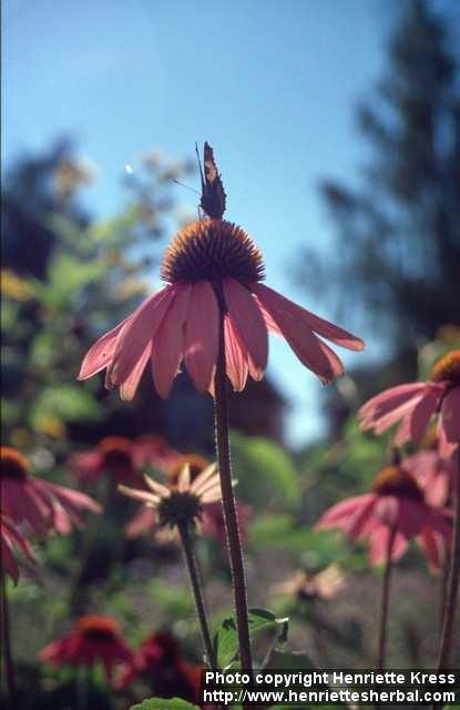 Photo: Echinacea purpurea 19.