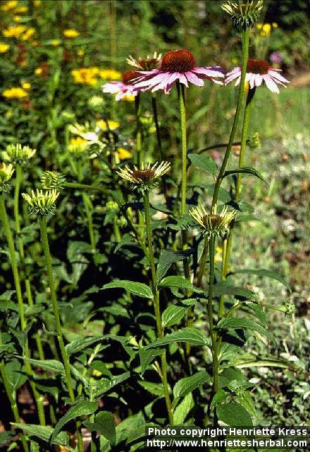 Photo: Echinacea purpurea 2.