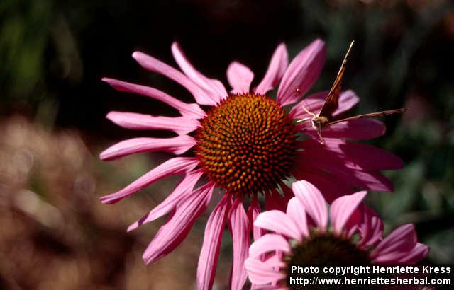 Photo: Echinacea purpurea 23.