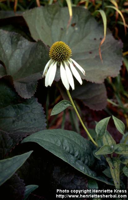 Photo: Echinacea purpurea 24.