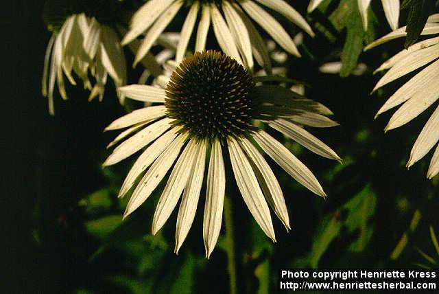 Photo: Echinacea purpurea 7.