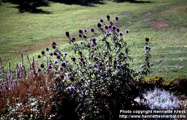 Photo: Echinops bannaticus 3.