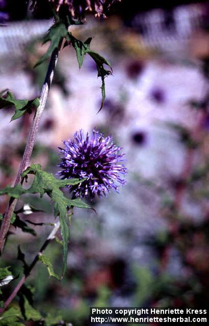 Photo: Echinops bannaticus 4.