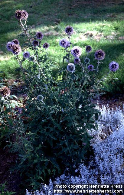 Photo: Echinops bannaticus.