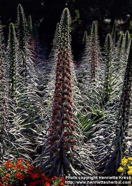 Photo: Echium wildpretii 2.