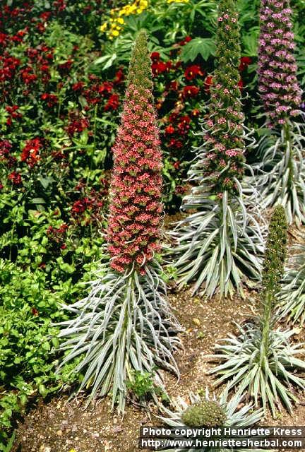 Photo: Echium wildpretii.