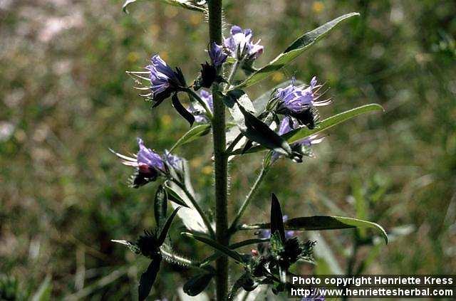 Photo: Echium vulgare 3.