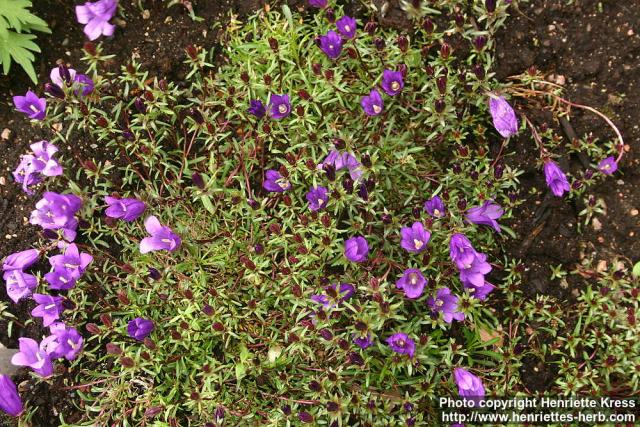 Photo: Edraianthus serpyllifolius.