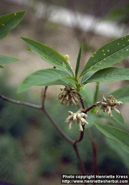 Photo: Edgeworthia papyrifera.