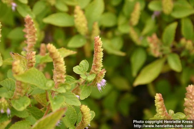 Photo: Elsholtzia ciliata 6.