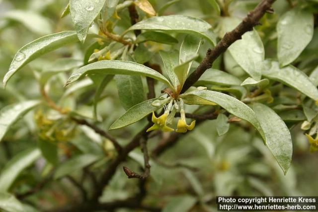 Photo: Elaeagnus commutata 3.