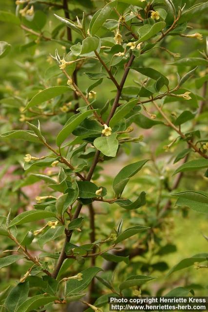 Photo: Elaeagnus multiflora.