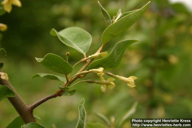 Photo: Elaeagnus multiflora 1.