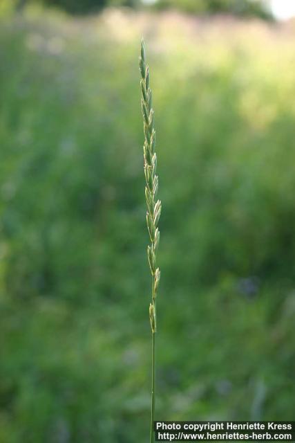 Photo: Elytrigia repens 6.