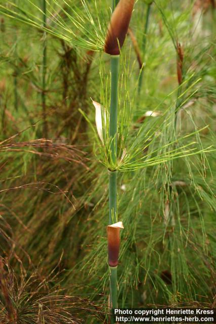 Photo: Elegia capensis 4.