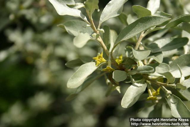 Photo: Elaeagnus commutata 09.