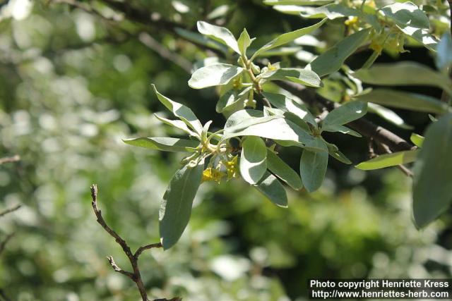 Photo: Elaeagnus commutata 12.