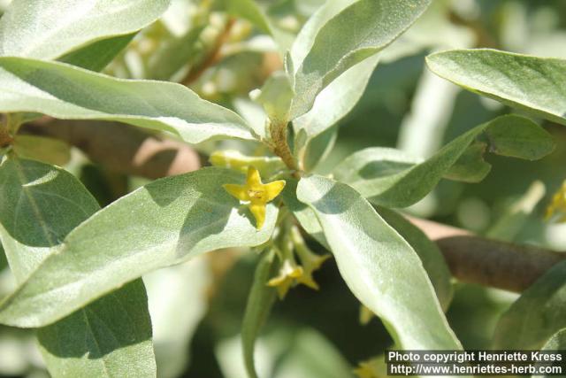 Photo: Elaeagnus commutata 14.