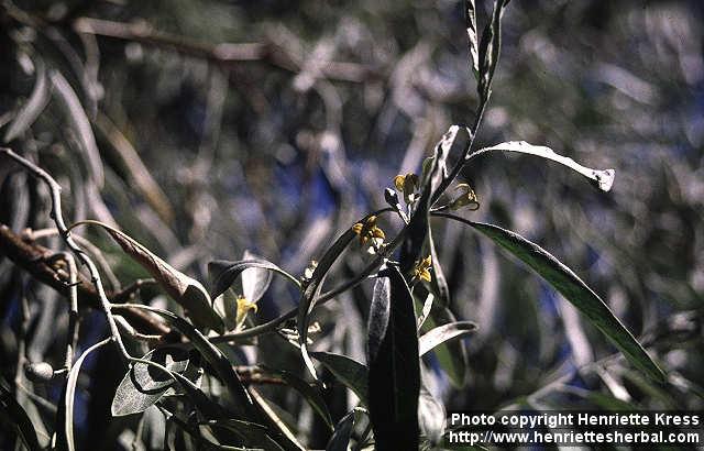 Photo: Elaeagnus angustifolia.