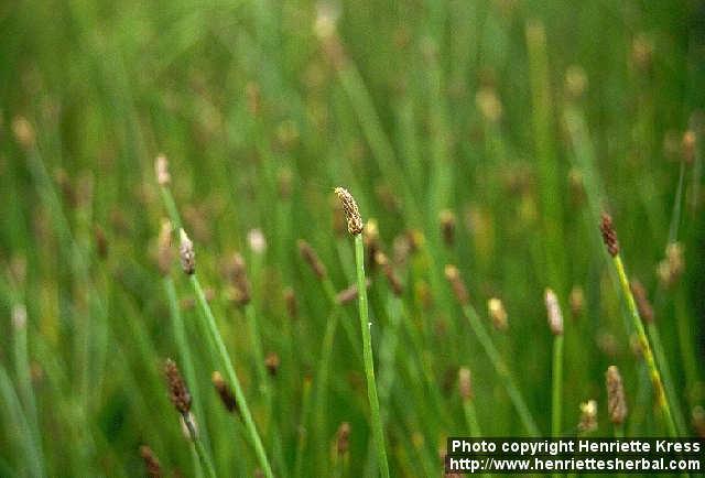 Photo: Eleocharis palustris.