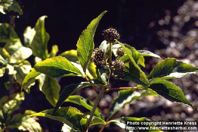 Photo: Eleutherococcus sessiliflorus.