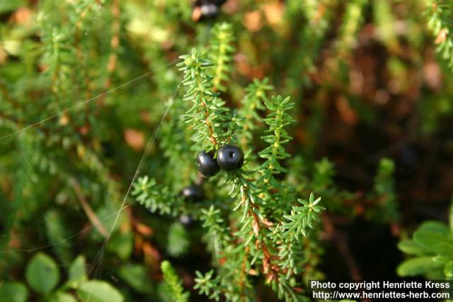 Photo: Empetrum nigrum 4.