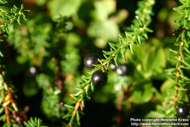 Photo: Empetrum nigrum 9.