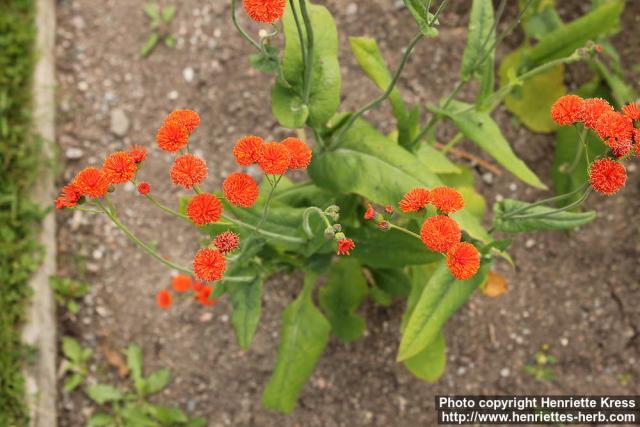 Photo: Emilia coccinea 1.