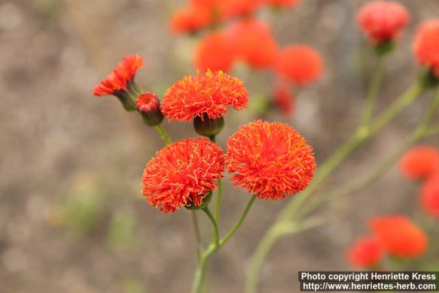 Photo: Emilia coccinea 3.