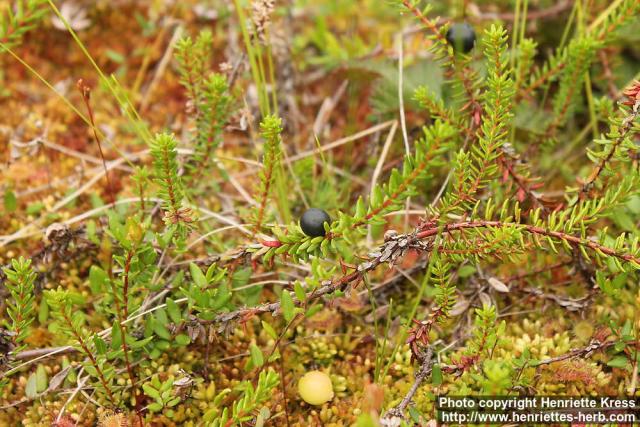 Photo: Empetrum nigrum 13.