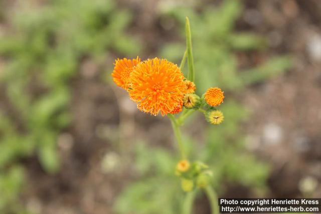 Photo: Emilia coccinea 6.