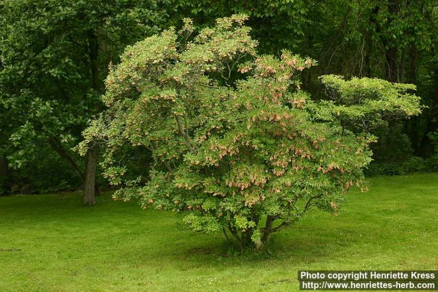 Photo: Enkianthus campanulatus.