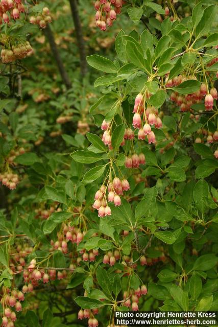 Photo: Enkianthus campanulatus 2.