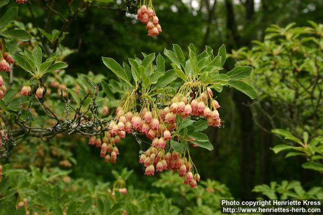 Photo: Enkianthus campanulatus 3.