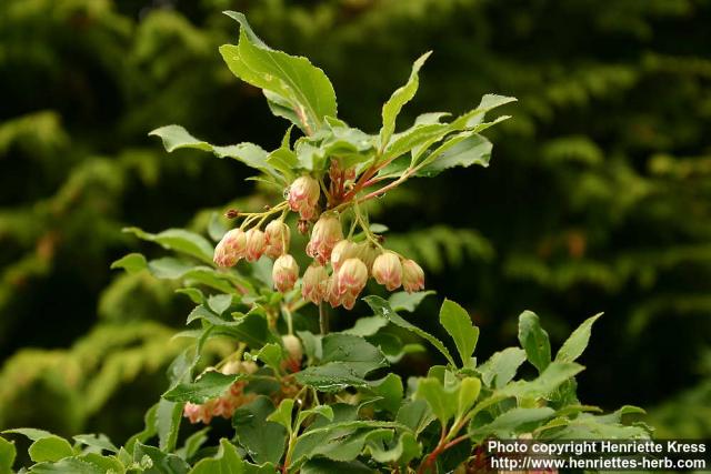 Photo: Enkianthus campanulatus 4.