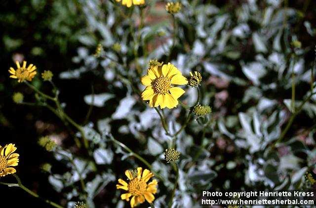 Photo: Encelia farinosa.