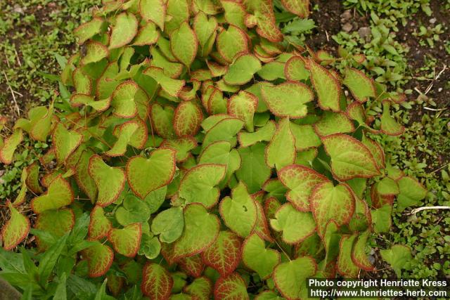 Photo: Epimedium x rubrum.