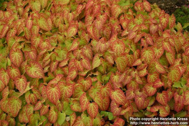 Photo: Epimedium perralderianum.