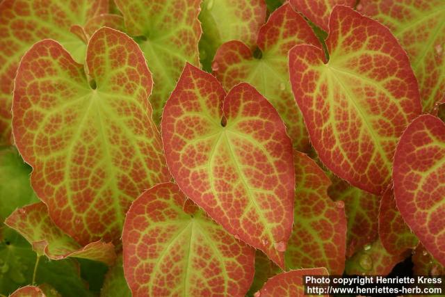 Photo: Epimedium perralderianum 1.