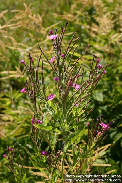 Photo: Epilobium hirsutum 2.