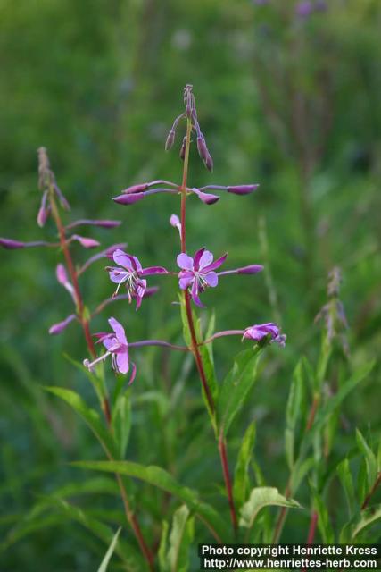 Photo: Epilobium angustifolium 17.